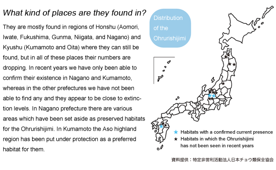 What kind of places are they found in?
They are mostly found in regions of Honshu (Aomori, Iwate, Fukushima, Gunma, Niigata, and Nagano) and Kyushu (Kumamoto and Oita) where they can still be found, but in all of these places their numbers are dropping. In recent years we have only been able to confirm their existence in Nagano and Kumamoto, whereas in the other prefectures we have not been able to find any and they appear to be close to extinction levels. In Nagano prefecture there are various areas which have been set aside as preserved habitats for the Ohrurishijimi. In Kumamoto the Aso highland region has been put under protection as a preferred habitat for them.