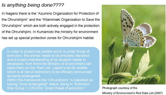 Is anything being done????
In Nagano there is the gAzumino Organization for Protection of the Ohrurishijimih and the gKitamimaki Organization to Save the Ohrurishijimih which are both actively engaged in the protection of the Ohrurishijimi. In Kumamoto the ministry for environment has set up special protection zones for Ohrurishijimi habitat.