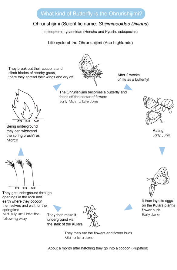 The Ohrurishijimi caterpillars are brought up on a diet of the flowers and flower buds of the Kulara plant (Fabaceae family). 
So an environment in which we ensure the habitation of Kulara plants will make for a nice sunny grassland.
The Aso highlands are being used as pasturage for horses and cows and being cut and burned during the spring. This is a very effective way to create a good habitat for the Kulara.
Also the cows do not eat the bitter roots of the Kulara plant and so Lurifs pasture area is left alone, making the area a perfect habitat for the Ohrurishijimi.